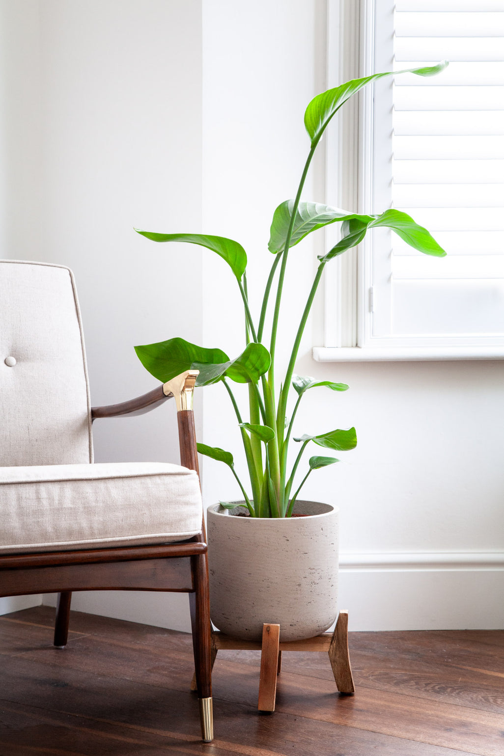 files/IndoorPlants-JamieShots16.11.2023-299_a5c3915e-19a7-4ec2-b060-7c077e8a74a9.jpg